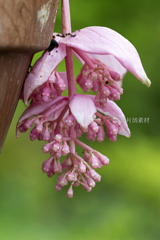 伟大的Medinilla