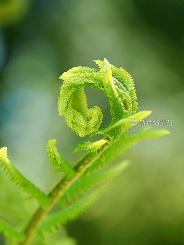 肉桂蕨类植物