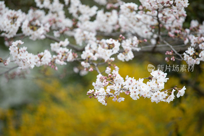 日本的樱花