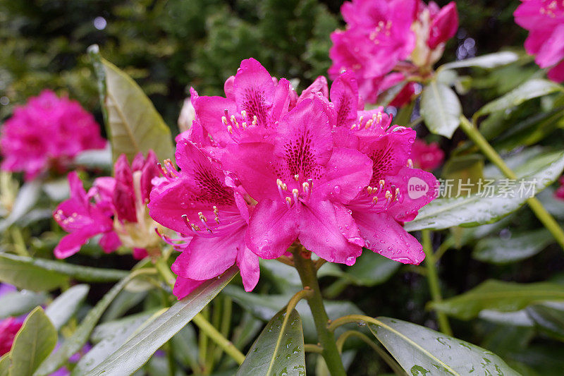 雨后的杜鹃花五彩缤纷