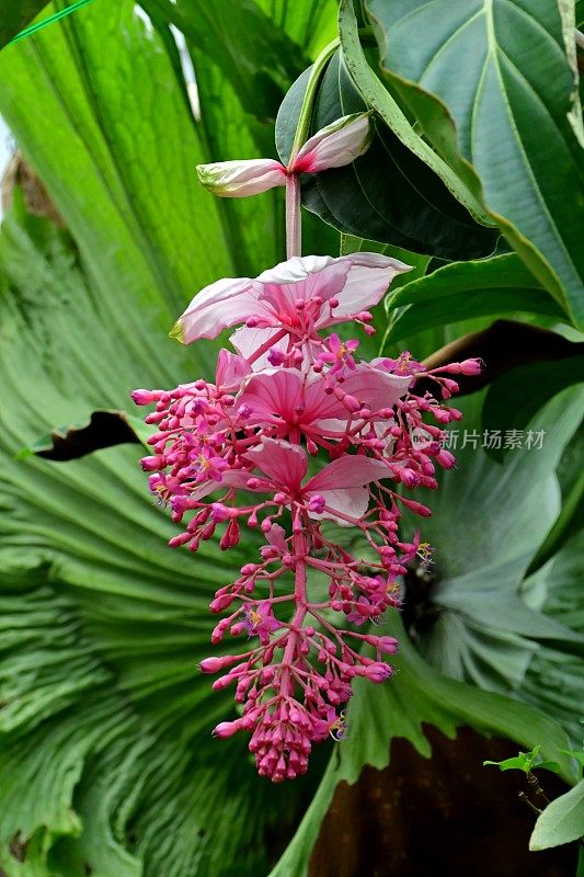 伟大的Medinilla