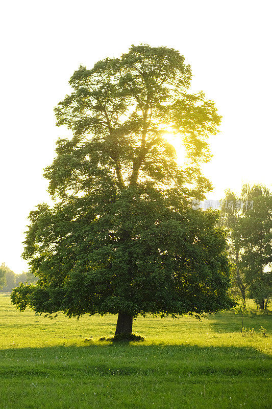 田野上长着一棵高大美丽的橡树，在阳光明媚温暖的天气里，这是夏日的一道风景线