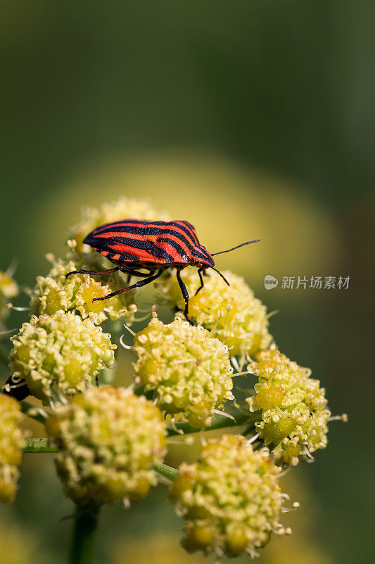 红黑意大利条纹甲虫或吟虫