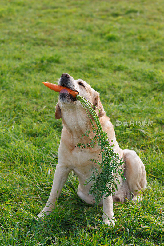 快乐的拉布拉多猎犬在吃胡萝卜