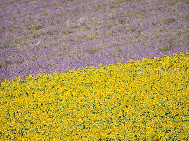 法国普罗旺斯瓦朗索高原上的向日葵和薰衣草田