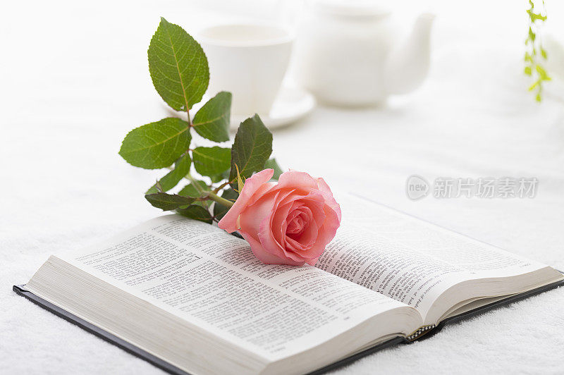 美丽的玫瑰和圣经
