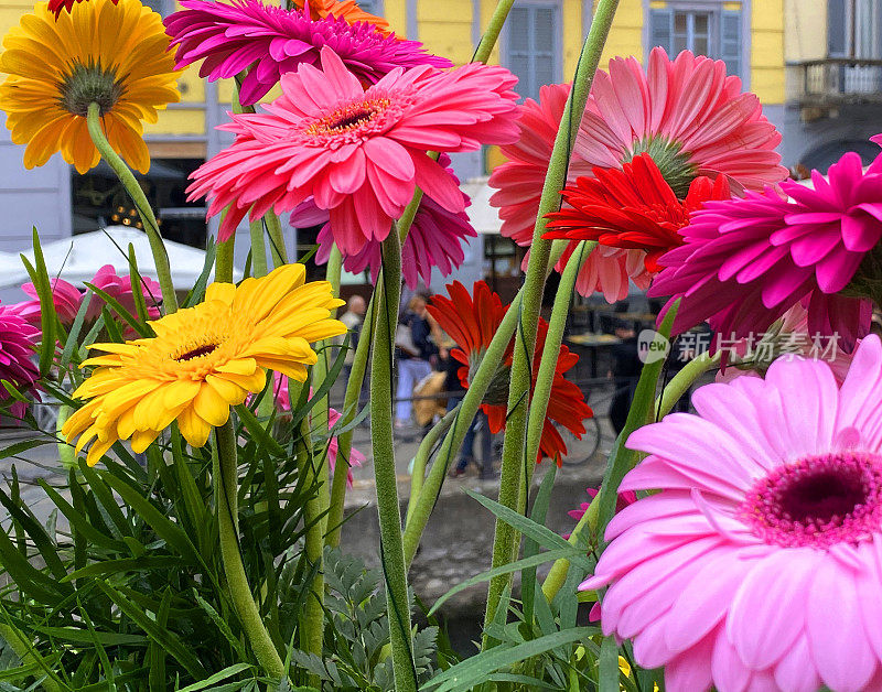 在米兰花卉市场的非洲菊