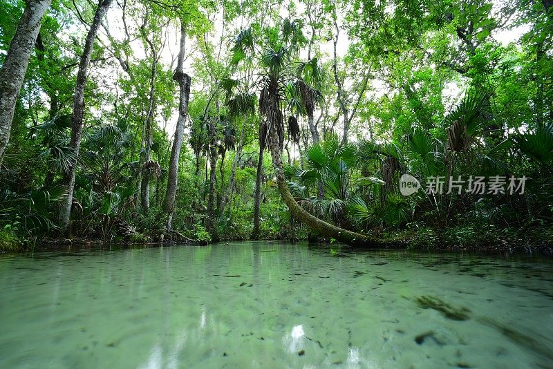 水面视图清澈的泉喂食的沙溪在森林