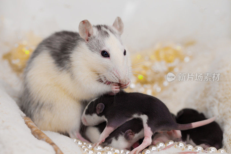 母亲的概念。妈妈是一只带着幼崽的老鼠。
