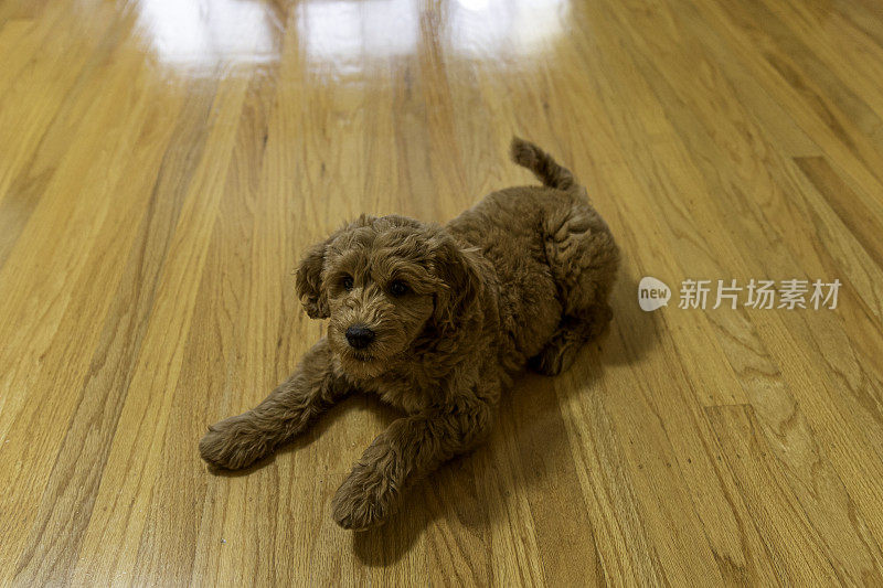 金毛狗狗在硬木地板上