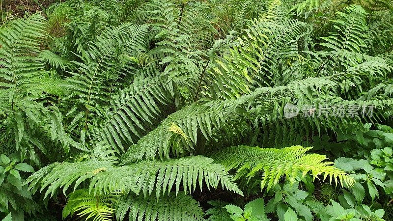 蕨类植物特写