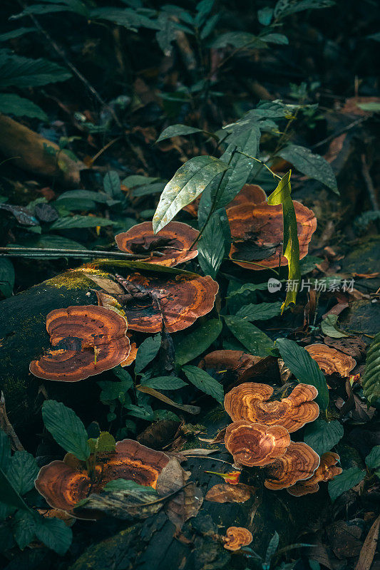 热带雨林中的奇异蘑菇