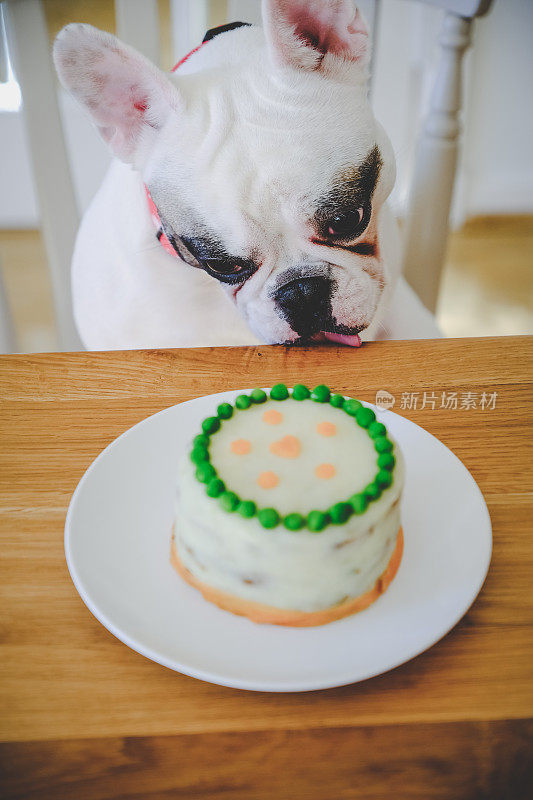 法国斗牛犬配自制生日蛋糕