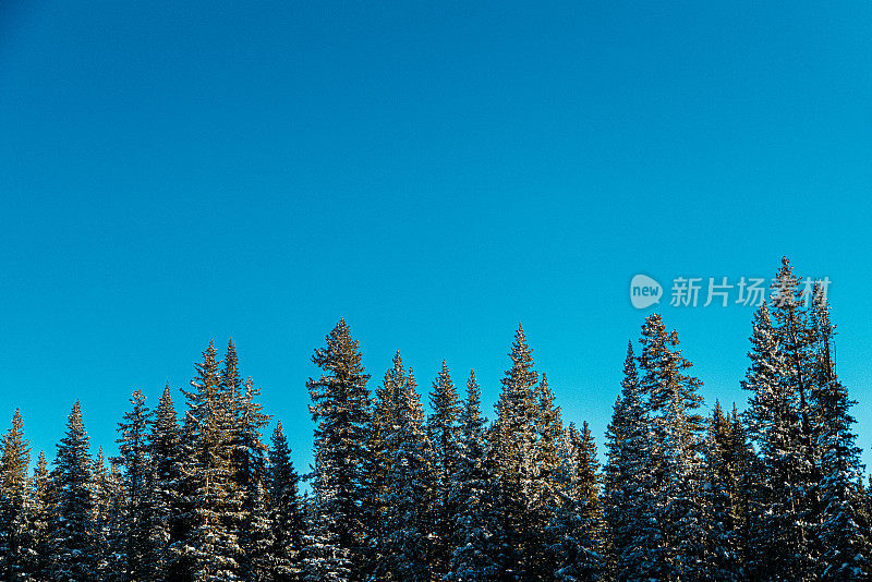 蓝色的天空和白雪覆盖的松树森林在图像的下三分之一与复制空间