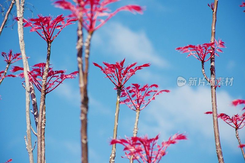 中国红木(香椿)叶