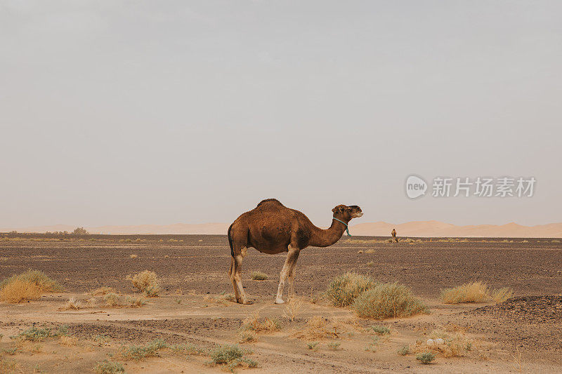美丽的单峰驼站在沙漠里。