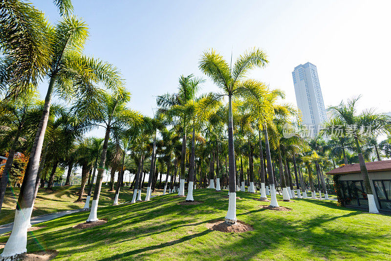 市内有棕榈树的公园