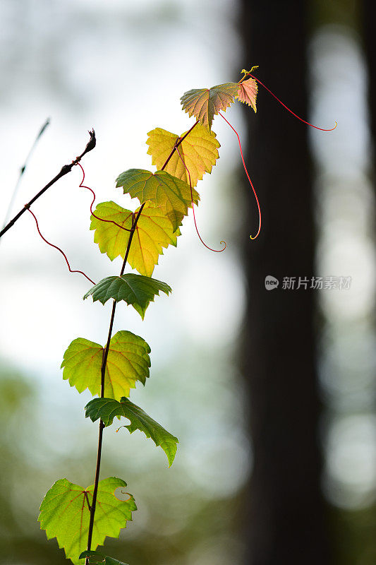 背光攀缘葡萄藤茎与悬垂的卷须和散焦森林在背景