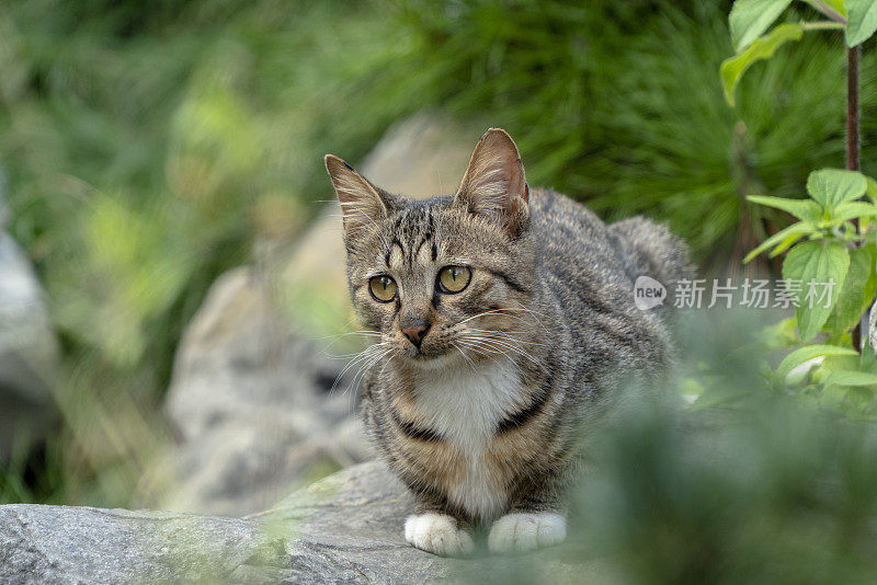 剪花猫在花园里