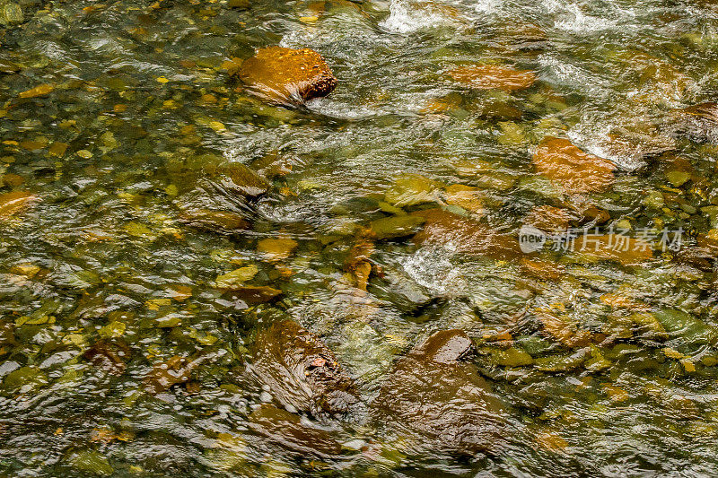 河底带着卵石穿过透明的河水。抽象的背景。海床的质地。河底的表面