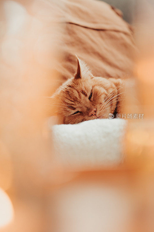 可爱的猫放松在沙发在烛光舒适的家