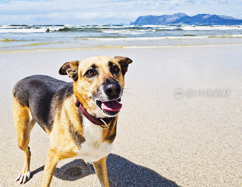 疲惫的德国牧羊犬杂交狗散步后在海滩上喘气