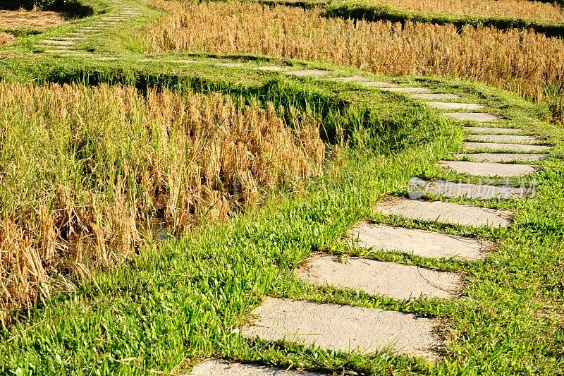 草地上有一条石路