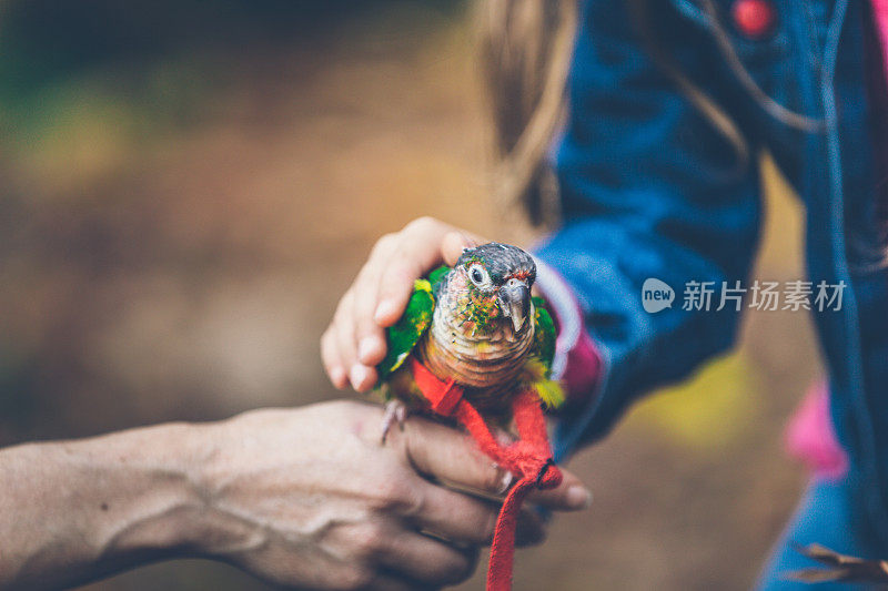 女孩抚摸一只鹦鹉宠物户外-库存照片