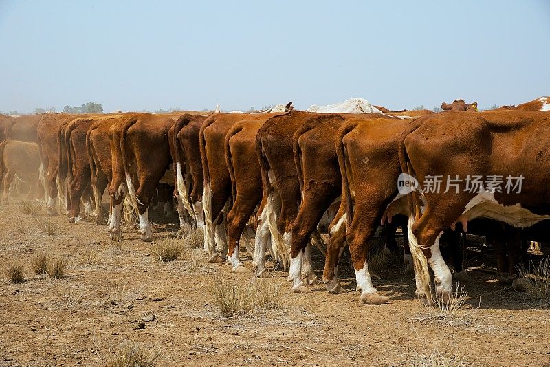 在干旱中喂养一群肉牛小牛