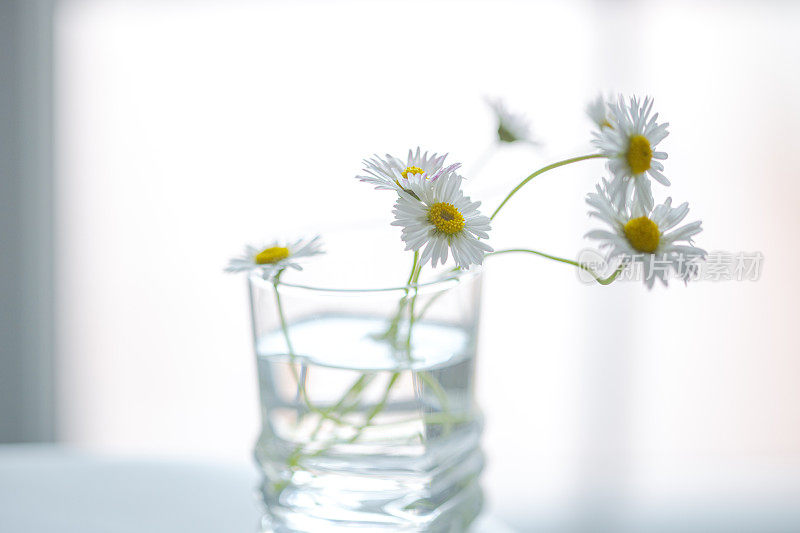 玻璃花瓶里的雏菊