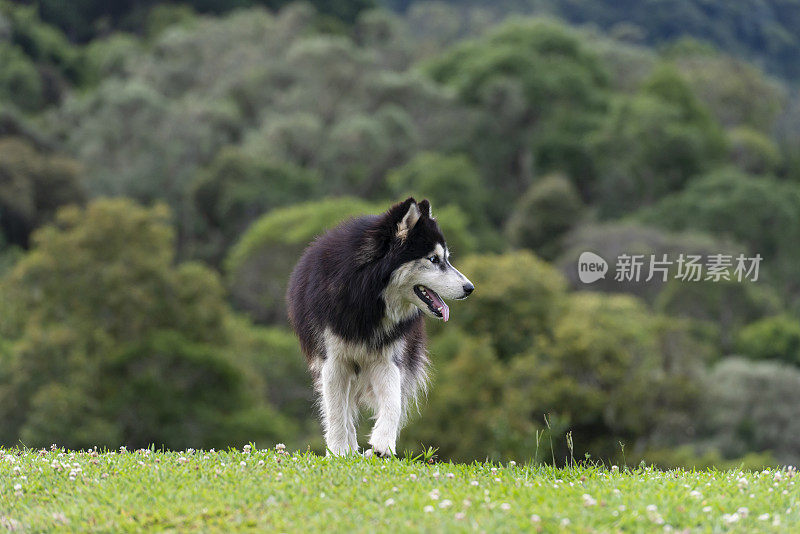 西伯利亚雪橇犬