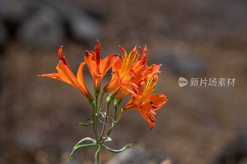 智利圣地亚哥山上的橙色花