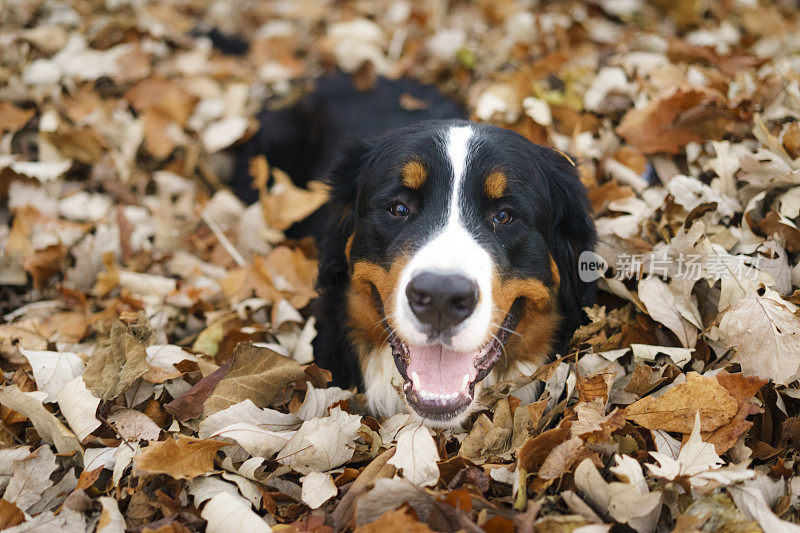 伯尔尼山狗在秋叶中嬉戏