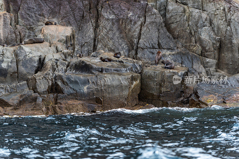 在塔斯马尼亚阿瑟港的塔斯曼国家公园保护区的鹰颈海岸悬崖上，海豹在岩石上放松