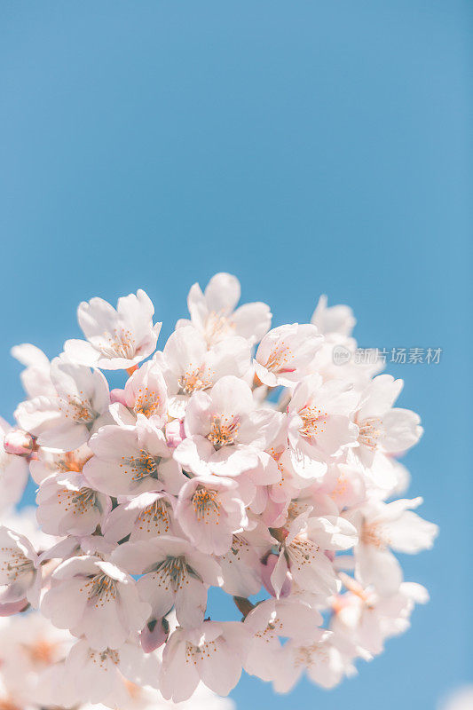 樱花树与蓝色的天空