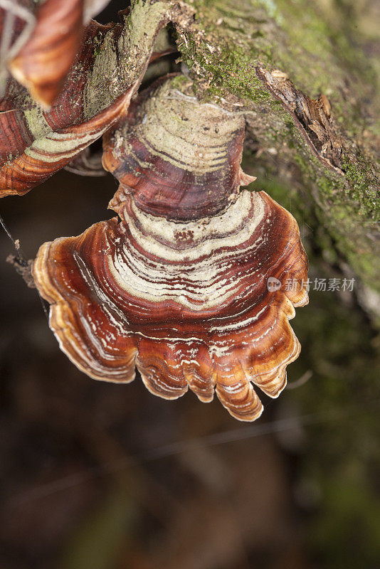 腐烂树干上的浅裂托架真菌从上面观察