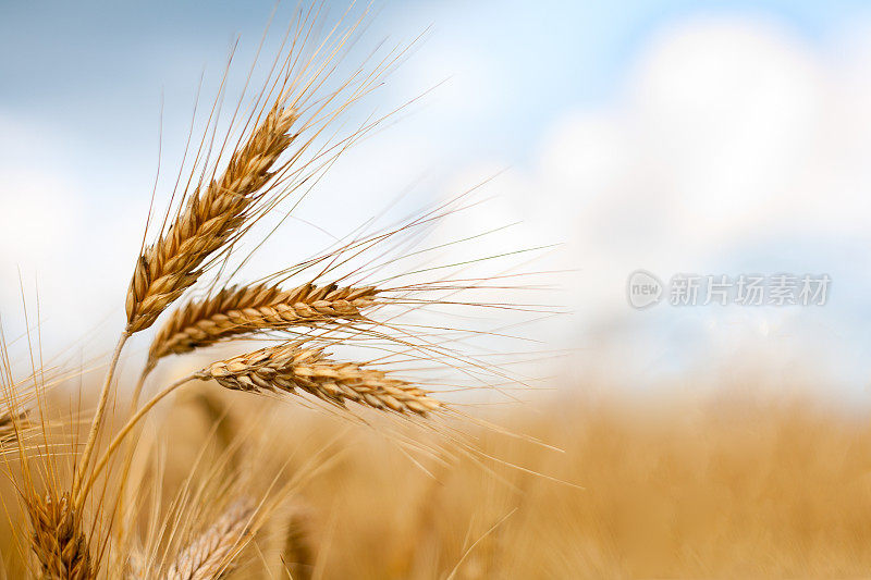 接近成熟的小麦穗