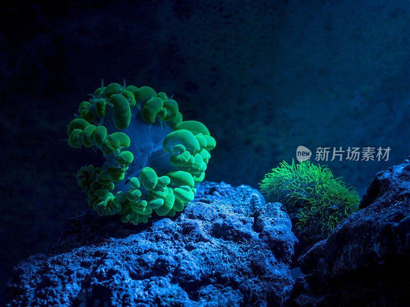 泡沫珊瑚。明星息肉,Clavularia。礁槽，海洋水族馆。充满植物的蓝色鱼缸碎片。