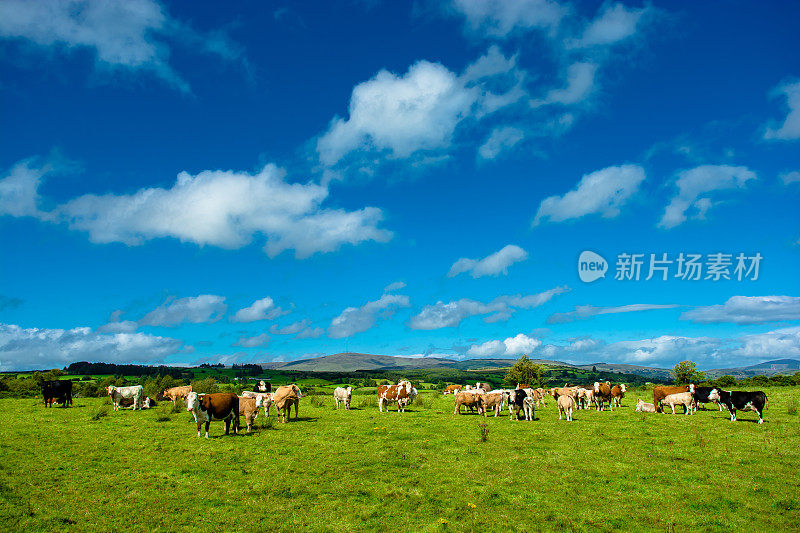 阳光牧场上的一群牛