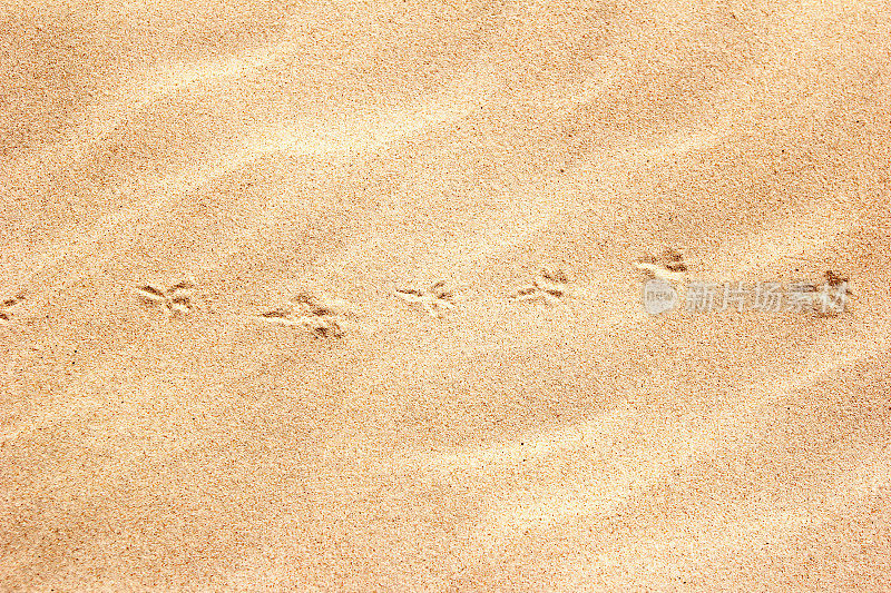海鸥在沙地上留下足迹