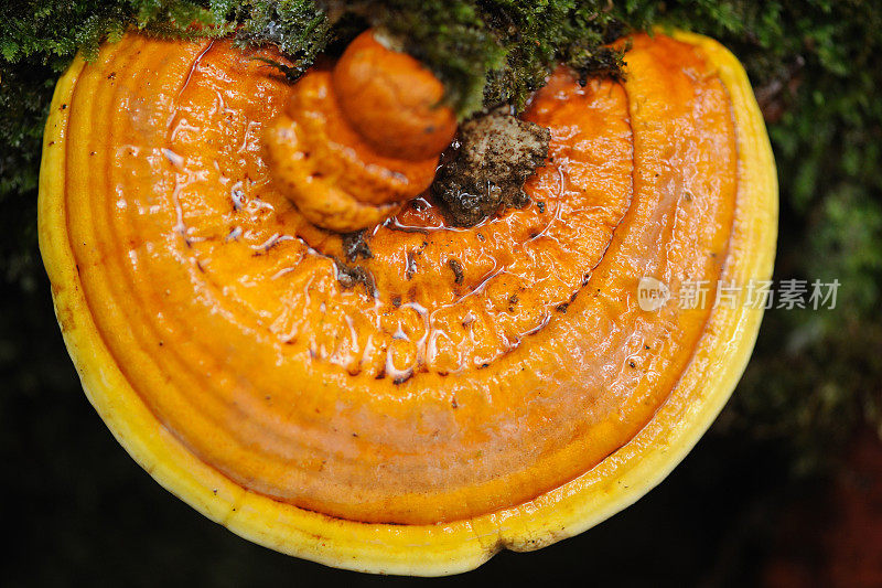 黄色灵芝蘑菇