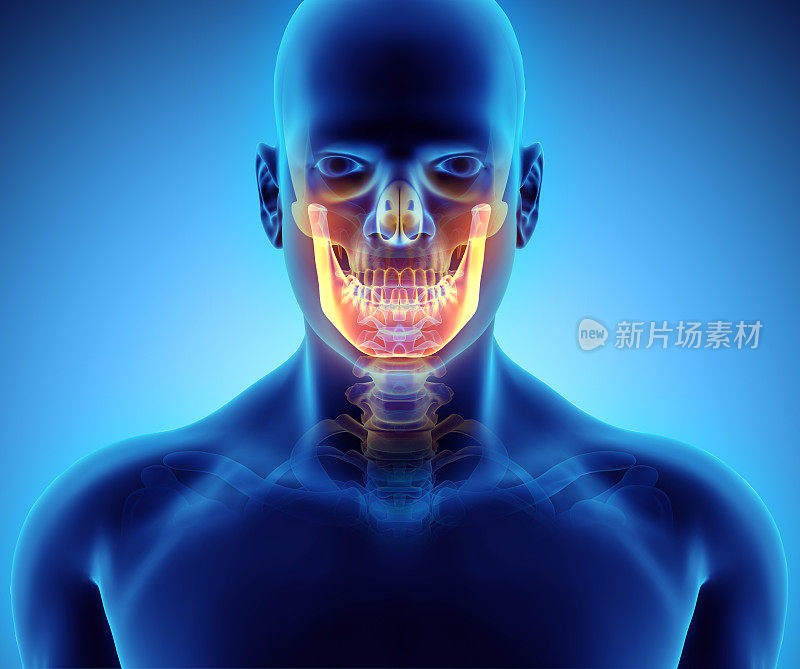 3D插图的下颌骨，医疗概念。