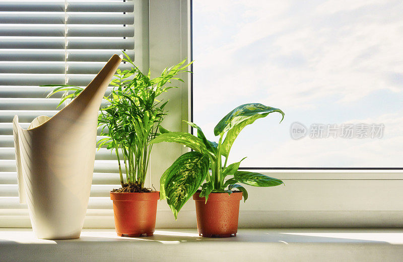 窗台上花盆里的盆栽