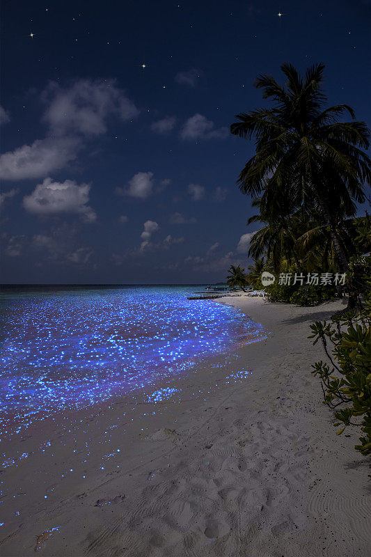 马尔代夫浮游生物的照明