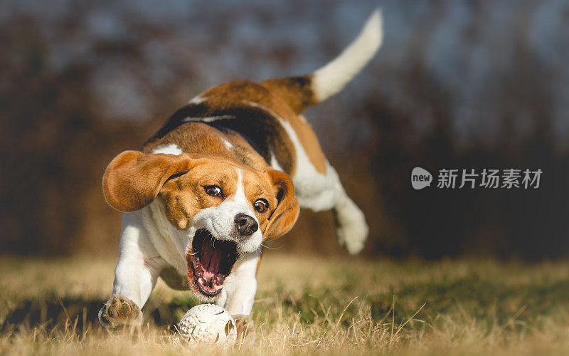 背景照片一只狗追逐一个球