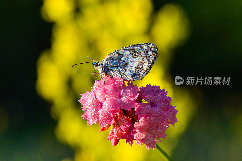 花上的蝴蝶