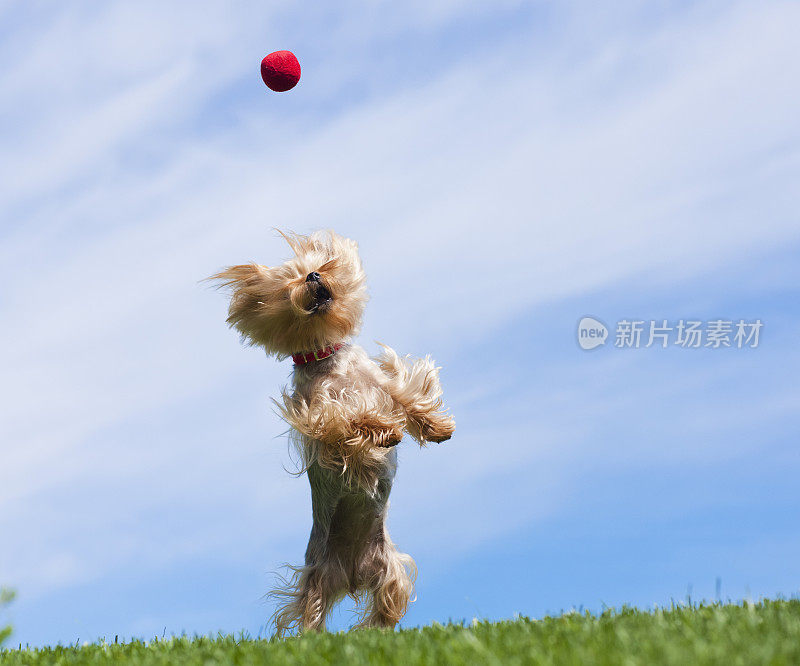 约克郡犬在空中接球