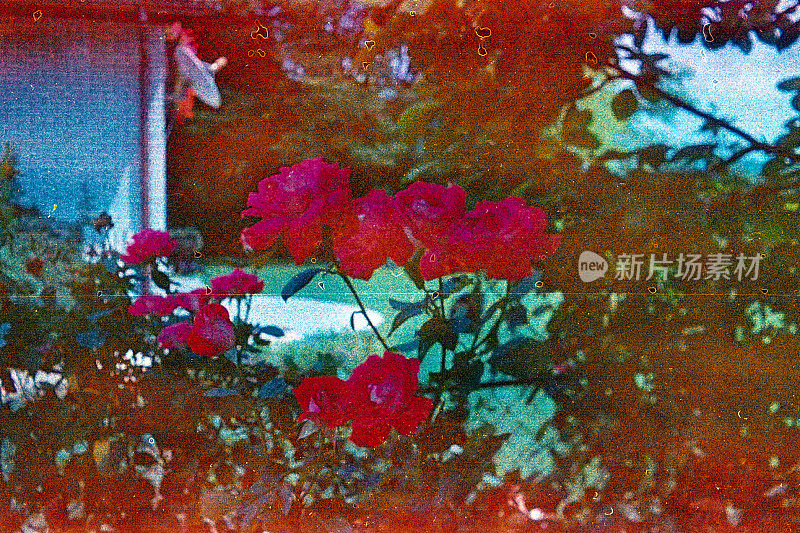 过期胶卷上的红玫瑰