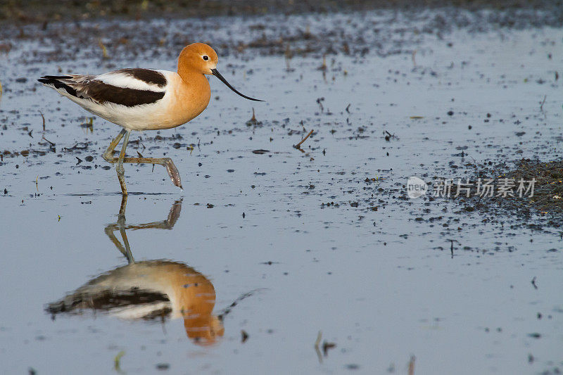 美国Avocet