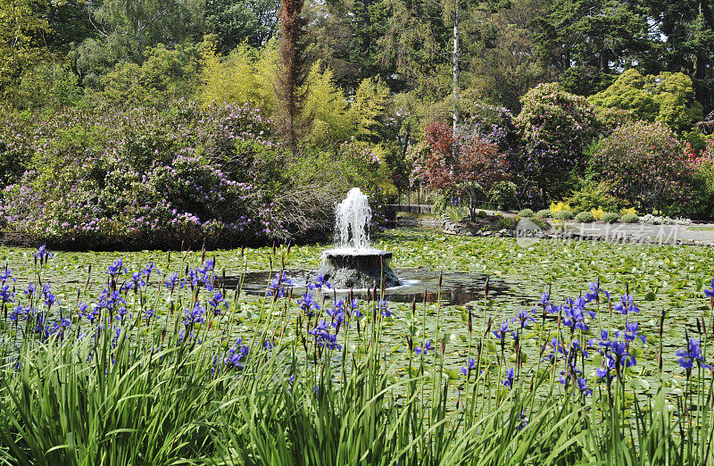 加拿大温哥华岛维多利亚比肯山公园的喷泉湖。